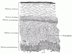 dermEpidermisGrayBB941