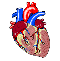 Heart