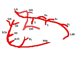 Coronary Anatomy